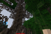 swamp dying land