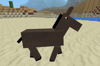 Donkey from Mobs Andes