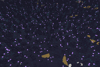 Sci-Fi Biome 1