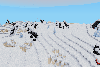 frosted icesheet