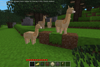Alpaca
