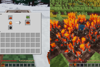 fire wheat
