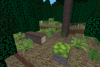 coniferous forest 1
