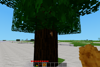 Collecting Sticky Resin from a tree