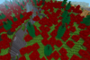 maple woods 1