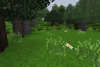 Deciduous forest polish