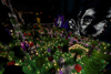 Magical Forest / Oysterity spawn