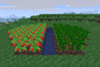 Tomato and Basil Plants