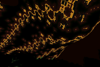 Nether forest ceiling patterned with a Weierstraß fractal function