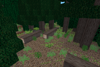 coniferous forest 2