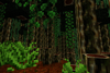 Vines in the jungle