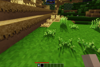 Grass