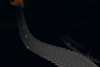 screenshot.png